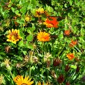Gazania x splendens 'Daybreak melange' (2)